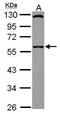 SIL1 Nucleotide Exchange Factor antibody, GTX116756, GeneTex, Western Blot image 