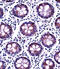 Dual 3 ,5 -cyclic-AMP and -GMP phosphodiesterase 11A antibody, 57-410, ProSci, Immunohistochemistry frozen image 