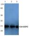 CDC42 Effector Protein 2 antibody, PA5-36579, Invitrogen Antibodies, Western Blot image 