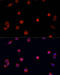 PR/SET Domain 14 antibody, 19-719, ProSci, Immunofluorescence image 