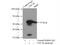 Cell Division Cycle 20 antibody, 10252-1-AP, Proteintech Group, Immunoprecipitation image 