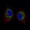 DHSB antibody, NBP2-52921, Novus Biologicals, Immunofluorescence image 