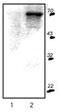 Ribosomal Protein S6 Kinase B1 antibody, ADI-KAP-CC035-E, Enzo Life Sciences, Western Blot image 