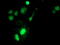 Spermidine/Spermine N1-Acetyltransferase Family Member 2 antibody, LS-C173893, Lifespan Biosciences, Immunofluorescence image 