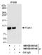Forkhead box protein K1 antibody, NB100-88145, Novus Biologicals, Western Blot image 