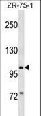 Piwi Like RNA-Mediated Gene Silencing 2 antibody, LS-C158664, Lifespan Biosciences, Western Blot image 