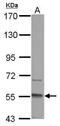 DIP antibody, PA5-30800, Invitrogen Antibodies, Western Blot image 