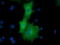 Ornithine Decarboxylase 1 antibody, TA501546, Origene, Immunofluorescence image 