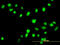 FA Complementation Group G antibody, LS-C197194, Lifespan Biosciences, Immunofluorescence image 