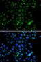 ETS-related transcription factor Elf-4 antibody, orb247836, Biorbyt, Immunofluorescence image 