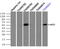 RAC-beta serine/threonine-protein kinase antibody, TA500831, Origene, Immunoprecipitation image 