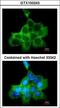 Dedicator Of Cytokinesis 1 antibody, LS-C185349, Lifespan Biosciences, Immunocytochemistry image 