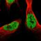 Secernin 2 antibody, HPA022934, Atlas Antibodies, Immunofluorescence image 