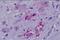 Neuropeptide Y Receptor Y4 antibody, orb84920, Biorbyt, Immunohistochemistry paraffin image 