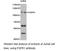 Fibroblast Growth Factor Receptor 1 antibody, LS-C193051, Lifespan Biosciences, Western Blot image 