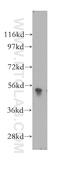 Plexin domain-containing protein 2 antibody, 12285-1-AP, Proteintech Group, Western Blot image 