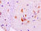 Glial Cell Derived Neurotrophic Factor antibody, 251396, Abbiotec, Immunohistochemistry paraffin image 