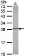 Proteasome 20S alpha 3 antibody, orb73724, Biorbyt, Western Blot image 