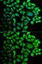 Cyclin-C antibody, GTX33132, GeneTex, Immunofluorescence image 