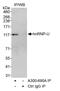 Heterogeneous nuclear ribonucleoprotein U antibody, A300-689A, Bethyl Labs, Immunoprecipitation image 