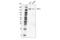 Phospholipase C Gamma 1 antibody, 5385S, Cell Signaling Technology, Western Blot image 