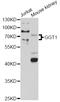 Gamma-Glutamyltransferase 1 antibody, STJ23780, St John