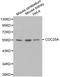 Cell Division Cycle 25A antibody, LS-C192428, Lifespan Biosciences, Western Blot image 