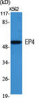Prostaglandin E Receptor 4 antibody, GTX34152, GeneTex, Western Blot image 