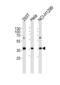 60S ribosomal protein L6 antibody, PA5-49347, Invitrogen Antibodies, Western Blot image 