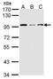 Histone acetyltransferase KAT2A antibody, PA5-27146, Invitrogen Antibodies, Western Blot image 