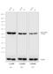 Rat IgG Isotype Control antibody, A18918, Invitrogen Antibodies, Western Blot image 