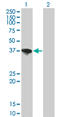 SDH antibody, LS-C133945, Lifespan Biosciences, Western Blot image 