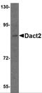 Dishevelled Binding Antagonist Of Beta Catenin 2 antibody, 4859, ProSci, Western Blot image 
