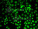 Protein arginine N-methyltransferase 2 antibody, A5835, ABclonal Technology, Immunofluorescence image 