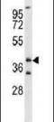 Forkhead box protein L1 antibody, PA5-26220, Invitrogen Antibodies, Western Blot image 