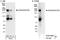 Apoptotic Chromatin Condensation Inducer 1 antibody, A300-999A, Bethyl Labs, Immunoprecipitation image 