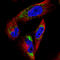 Elongation factor Tu, mitochondrial antibody, AMAb90964, Atlas Antibodies, Immunocytochemistry image 