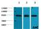 Cytochrome P450 Family 2 Subfamily D Member 6 antibody, orb229673, Biorbyt, Western Blot image 