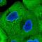 Calmodulin Like 5 antibody, HPA040725, Atlas Antibodies, Immunofluorescence image 