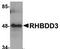 Rhomboid domain-containing protein 3 antibody, TA306892, Origene, Western Blot image 
