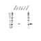 LIF Interleukin 6 Family Cytokine antibody, VPA00279, Bio-Rad (formerly AbD Serotec) , Western Blot image 