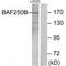 AT-Rich Interaction Domain 1B antibody, A02556, Boster Biological Technology, Western Blot image 