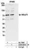 Nuclear Speckle Splicing Regulatory Protein 1 antibody, A304-657A, Bethyl Labs, Immunoprecipitation image 