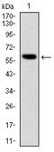 Killer Cell Lectin Like Receptor D1 antibody, orb48430, Biorbyt, Western Blot image 