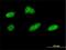 Cyclin Dependent Kinase 11A antibody, H00728642-M01, Novus Biologicals, Immunocytochemistry image 