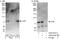 G Protein Signaling Modulator 2 antibody, A303-032A, Bethyl Labs, Immunoprecipitation image 