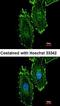 RAS guanyl-releasing protein 4 antibody, orb69878, Biorbyt, Immunofluorescence image 