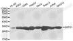 Glutathione S-transferase omega-1 antibody, A1037, ABclonal Technology, Western Blot image 