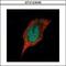 Casein Kinase 1 Delta antibody, GTX123435, GeneTex, Immunofluorescence image 
