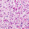 Gap Junction Protein Beta 1 antibody, LS-C352243, Lifespan Biosciences, Immunohistochemistry frozen image 